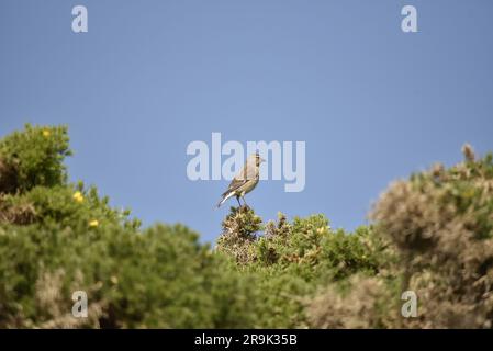 Weibliches gewöhnliches Linnet (Carduelis Cannabina), hoch oben auf einem Thicket in Scrub, vor einem Blue Sky Hintergrund, im Juni in Großbritannien aufgenommen Stockfoto