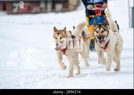 Schlittenhund-Szene während eines Wettkampfs Stockfoto