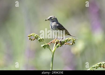 Nahaufnahme des linken Profils einer Wiesenpfeife (Anthus pratensis), die im Sommer auf der Isle of man (Großbritannien) auf einer Pflanze mit Essen im Schnabel steht Stockfoto