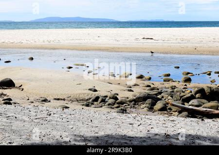 Neuseeländischer Austernfischer schwarzer Vogel in der Ferne am verlassenen Strand auf der Coromandel Halbinsel, Nordinsel, Neuseeland Stockfoto
