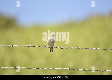Weibliches Common Linnet (Carduelis Cannabina) auf Stacheldrahtzäunen mit Hintergrund „Scrub“ und „Blue Sky“, Kopf rechts vom Bild gedreht, in Großbritannien Stockfoto