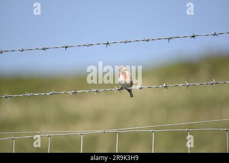 Männlicher gewöhnlicher Linnet (Carduelis Cannabina), hoch oben auf Stacheldrahtzaun, in Richtung Kamera, rechts vom Bild, auf sonniger Moschee auf der Isle of man, Großbritannien Stockfoto