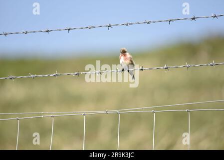 Männliche gewöhnliche Linnet (Carduelis Cannabina), die im UJK auf einem Stacheldrahtzaun vor einem schrubbenden Hintergrund und am blauen Himmel steht Stockfoto