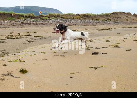 Springer-Spaniel-Hund, der am Strand rennt Stockfoto