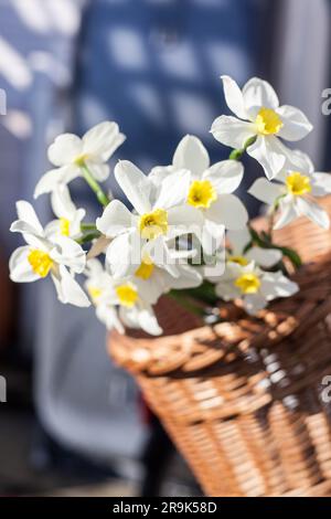 Wunderschönes Narcissus Geranium mit reinweißen Blütenblättern und einer orangefarbenen Tasse in einem Korb aus Wickery Stockfoto