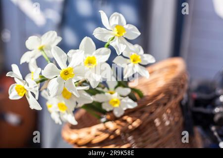 Wunderschönes Narcissus Geranium mit reinweißen Blütenblättern und einer orangefarbenen Tasse in einem Korb aus Wickery Stockfoto