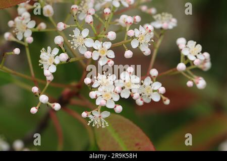 Nahaufnahme hübscher weißer Blüten der rotblättrigen Photinia x fraseri vor einem unscharfen Hintergrund Stockfoto