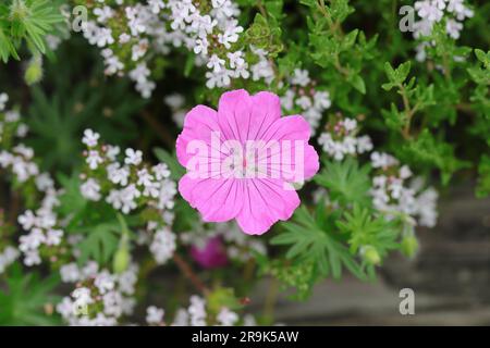 Nahaufnahme einer einzelnen pinkfarbenen Kranzschnabelblume inmitten weißer Blumen in einem Blumenbeet, selektiver Fokus Stockfoto