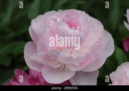 Nahaufnahme einer schönen, zarten Paeonia lactiflora vor einem unscharfen Hintergrund Stockfoto