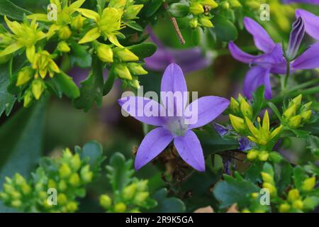 Nahaufnahme einer einzelnen violettblauen Campanula portenschlagiana blüht inmitten der gelben Blüten und Knospen einer Sedum-Pflanze Stockfoto