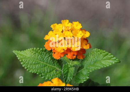 Nahaufnahme einer wunderschönen orangefarbenen und gelben lantana-Blume vor einem unscharfen Hintergrund, Seitenansicht, Kopierbereich Stockfoto
