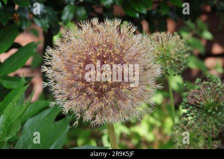 Nahaufnahme des verblassten, trockenen und stillen Zierblütenkopfs einer Allium-Pflanze Stockfoto