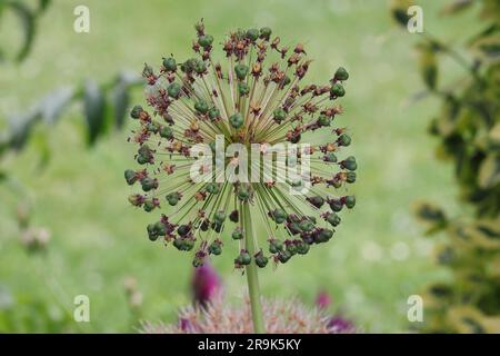 Nahaufnahme des kugelförmigen Blütenkopfes einer verblassten Allium-Pflanze vor einem unscharfen grünen Hintergrund Stockfoto