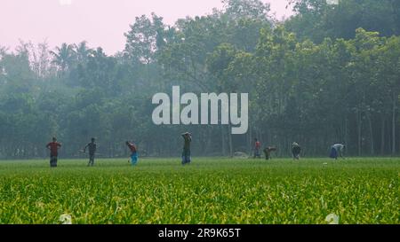 Die Landwirte arbeiten auf den landwirtschaftlichen Feldern Bangladeschs. Landwirtschaft in Südasien. Die Bauern arbeiten auf riesigen Feldern. Dorf: Puijor, Stadt: Ra Stockfoto