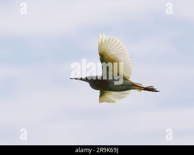 Squacco heron, Rallenreiher, Crabier chevelu, Ardeola ralloides, üstökösgém, Hortobágy, Ungarn, Magyarország, Europa Stockfoto