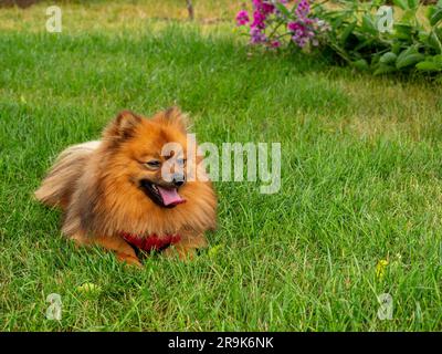Spitz-Hund liegt auf dem grünen Gras. Roter Spitz. Stockfoto
