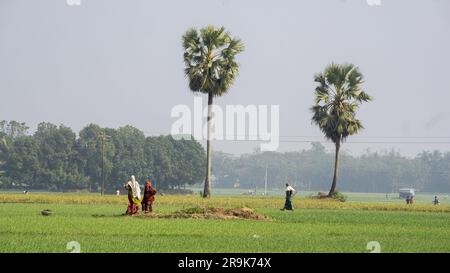 Die Landwirte arbeiten auf den landwirtschaftlichen Feldern Bangladeschs. Landwirtschaft in Südasien. Die Bauern arbeiten auf riesigen Feldern. Dorf: Puijor, Stadt: Ra Stockfoto