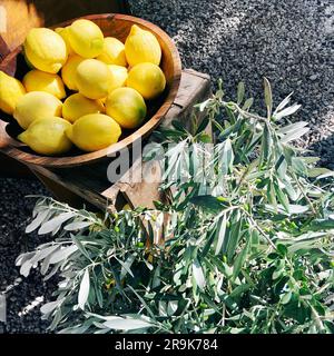 Schüssel mit Zitronen neben einem Olivenbaumzweig, Mallorca, Spanien Stockfoto