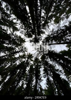 Ein dichter Wald aus Kiefern vor klarem Himmel im deutschen Wald Stockfoto