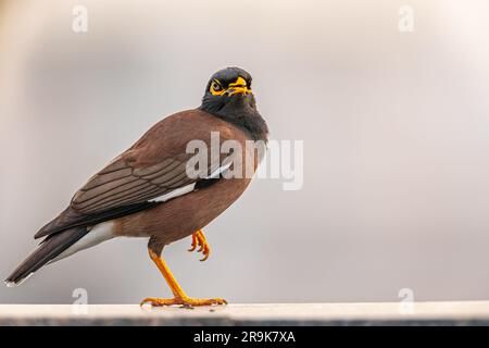 Eine Myna ruft von der Wand Stockfoto