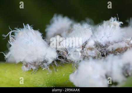 Prociphilus bumeliae. Eine Kolonie behaarter, wachsbedeckter Blattläuse-Sekrete auf einer Esche. Stockfoto