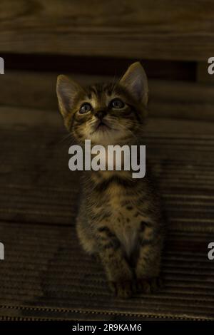 Die kleine, niedliche Katze stiehlt Herzen mit ihren verspielten Mätzchen und ihrem unwiderstehlichen Charme. Seine kleine Größe betont seine Süße, wodurch es unmöglich ist, es zu erneuern Stockfoto