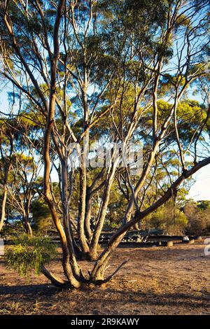 Mallee-Eukalyptusbäume im offenen Wald der Great Western Woodlands in Westaustralien Stockfoto