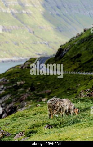 Schafe, die im Sommer auf grünen Wiesen in der Nähe einer Küstenstraße grasen, Färöer, Dänemark Stockfoto