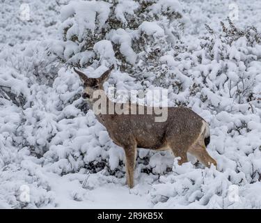 Ein Reh steht in einer malerischen Winterszene, umgeben von schneebedeckten Büschen und Bäumen Stockfoto