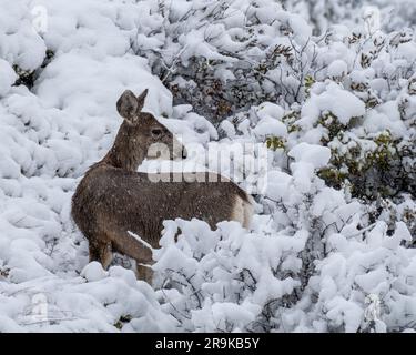 Ein Reh steht in einer malerischen Winterszene, umgeben von schneebedeckten Büschen und Bäumen Stockfoto