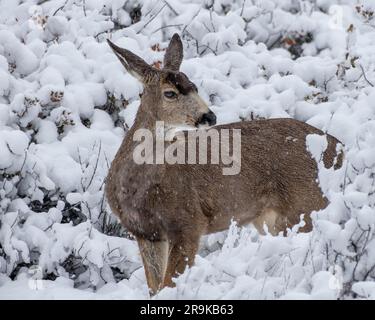 Ein Reh steht in einer malerischen Winterszene, umgeben von schneebedeckten Büschen und Bäumen Stockfoto