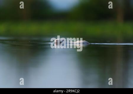 Eine Nahaufnahme eines weißen Bibers, der in einem ruhigen See schwimmt Stockfoto