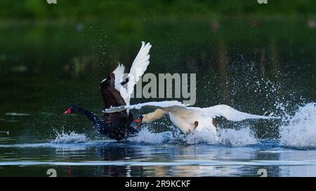 Ein malerischer Blick auf weiße und schwarze Schwäne, die in einem See schwimmen Stockfoto