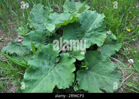 Klette (Arctium) wächst im Sommer in der Wildnis Stockfoto