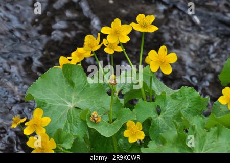im Frühling wächst caltha palustris im feuchten Erlenwald Stockfoto