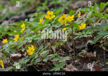 Im Frühling blüht im wilden Wald Anemongelb (Anemone ranunculoides). Stockfoto