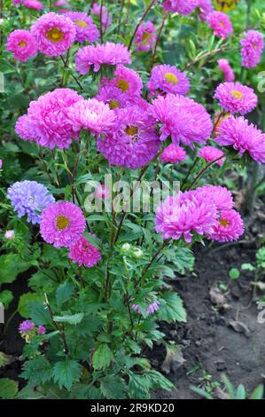 Im Spätsommer und Herbst wachsen Gartenaster in Blumenbeeten Stockfoto