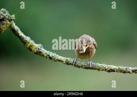 Junger Robin (Erithacus rubecula) mit offenem Schnabel, bettelnd um Nahrung, auf einem Zweig mit einem natürlichen grünen Blatthintergrund – Yorkshire, Großbritannien (Juni 2023) Stockfoto