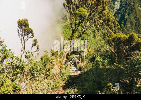 Riesenmuscheln wachsen in freier Wildbahn am Mount Muahbura im Mgahinga Gorilla National Park, Uganda Stockfoto