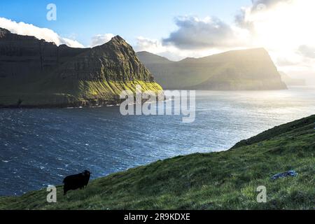 Einsame Schafe auf den grünen Wiesen mit Blick auf den Ozean, Vidoy Island, Färöer Inseln Stockfoto