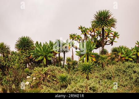 Riesenmuscheln wachsen in freier Wildbahn am Mount Muahbura im Mgahinga Gorilla National Park, Uganda Stockfoto