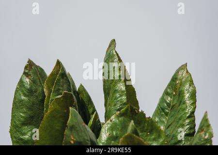 Riesenmuscheln wachsen in freier Wildbahn am Mount Muahbura im Mgahinga Gorilla National Park, Uganda Stockfoto