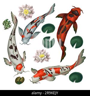 Koi-Fische und Lotus isoliert. Vektor. Stock Vektor