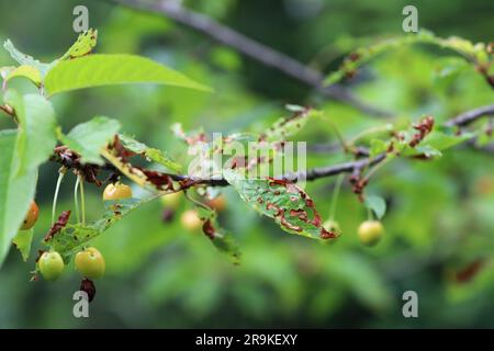 Symptome der Shot-Hole-Krankheit bei Steinobst (Prunus spp.) Kirschen. Durch Pilzpflanzenpathogen Stigmina carpophila (Syn. Wilsonomyces carpophi) hervorgerufen Stockfoto