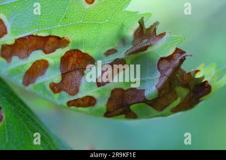 Symptome der Shot-Hole-Krankheit bei Steinobst (Prunus spp.) Kirschen. Durch Pilzpflanzenpathogen Stigmina carpophila (Syn. Wilsonomyces carpophi) hervorgerufen Stockfoto