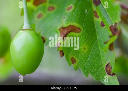 Symptome der Shot-Hole-Krankheit bei Steinobst (Prunus spp.) Kirschen. Durch Pilzpflanzenpathogen Stigmina carpophila (Syn. Wilsonomyces carpophi) hervorgerufen Stockfoto