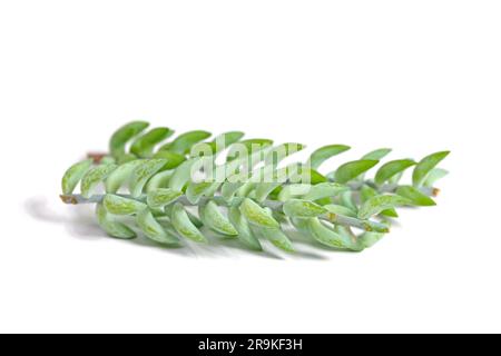 Snake Stonecrop, Sedum Morganium, Burrito Stockfoto