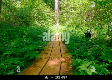 Ein Holzsteg windet und biegt sich durch einen üppig grünen tropischen Wald. Farne und Bäume werfen Schatten auf den Holzsteg Stockfoto
