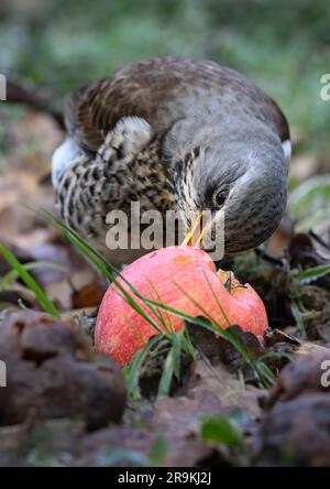 Fieldfare-Futtersuche in einem Obstgarten Stockfoto