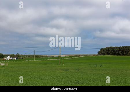 Blick über die Weizenfelder in Richtung des Flusses North Esk Estuary und River Mouth am nördlichen Ende von Montrose Beach. Stockfoto